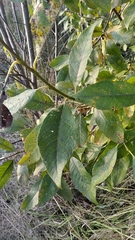 Salix caprea