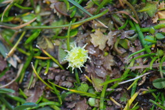 Leptinella squalida squalida