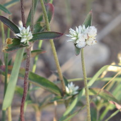 Gomphrena sonorae