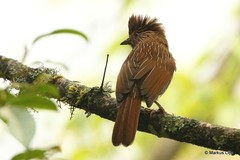 Grammatoptila striata