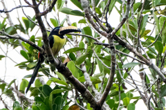 Pteroglossus inscriptus