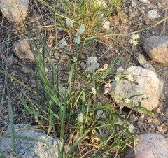 Gomphrena sonorae