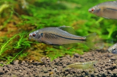 Rhodeus