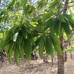 Barringtonia calyptrata