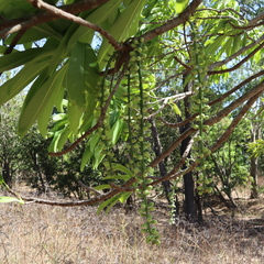 Barringtonia calyptrata
