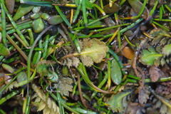 Leptinella squalida squalida