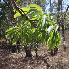 Barringtonia calyptrata