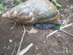 Lissachatina fulica