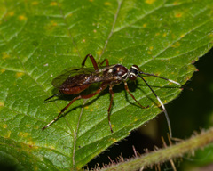 Ischnus inquisitorius