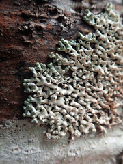 Menegazzia neozelandica