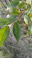 Salix caprea