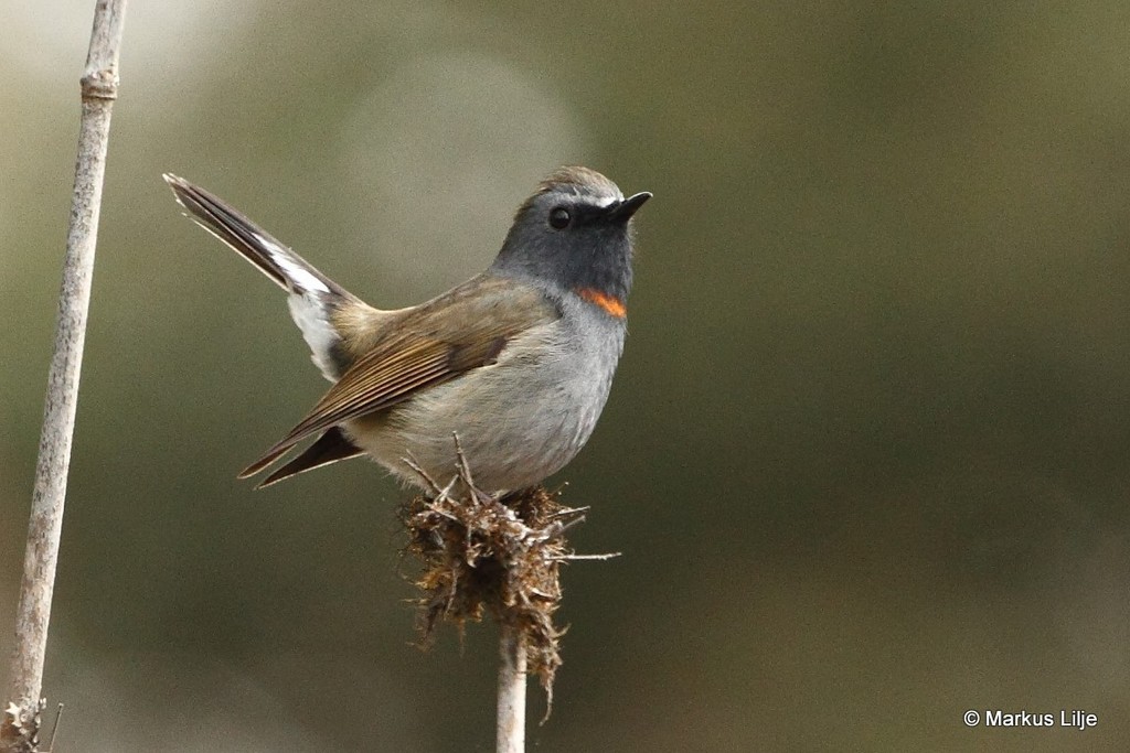Rufous-gorgeted Flycatcher photo