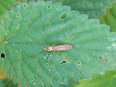 Nephrotoma submaculosa