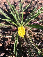 Oenothera flava