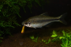 Rhodeus