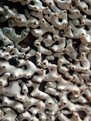 Menegazzia neozelandica