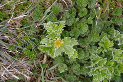 Hamadryas magellanica