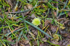 Leptinella squalida squalida