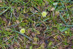 Leptinella squalida squalida
