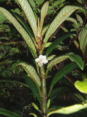 Cyrtandra longifolia