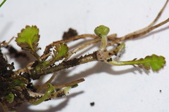 Leptinella squalida squalida