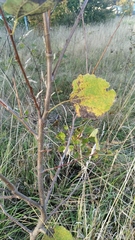 Populus tremula