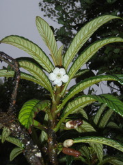 Cyrtandra longifolia
