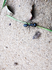 Camponotus