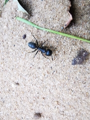 Camponotus