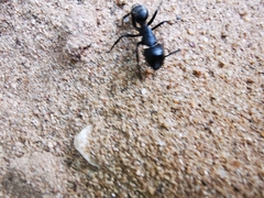 Camponotus