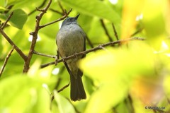 Cyornis unicolor