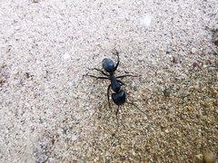Camponotus