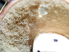 Fistulinella viscida