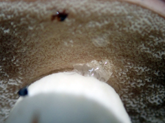 Fistulinella viscida