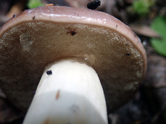 Fistulinella viscida