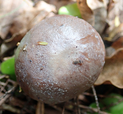 Fistulinella viscida