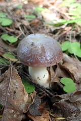 Fistulinella viscida