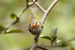 Phylloscopus castaniceps