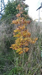 Acer platanoides
