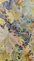 Acer platanoides