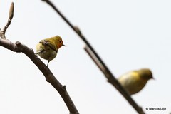 Cephalopyrus flammiceps