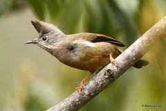 Yuhina gularis