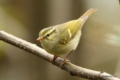 Phylloscopus reguloides