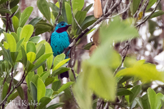 Cotinga cayana