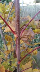 Acer platanoides