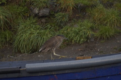 Nycticorax nycticorax obscurus