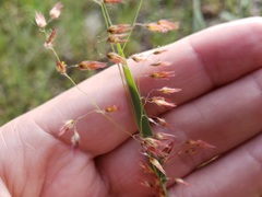 Melinis repens image