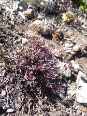 Monardella purpurea