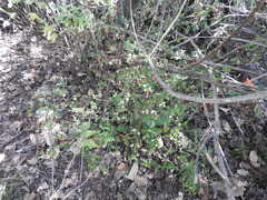 Clinopodium macrostemum