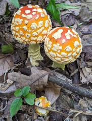 Amanita muscaria guessowii